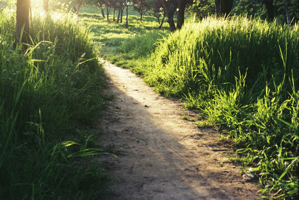 A sunlit path through trees representing the forward movement and renewed life that recovery from OCD through CBT and ERP makes possible"